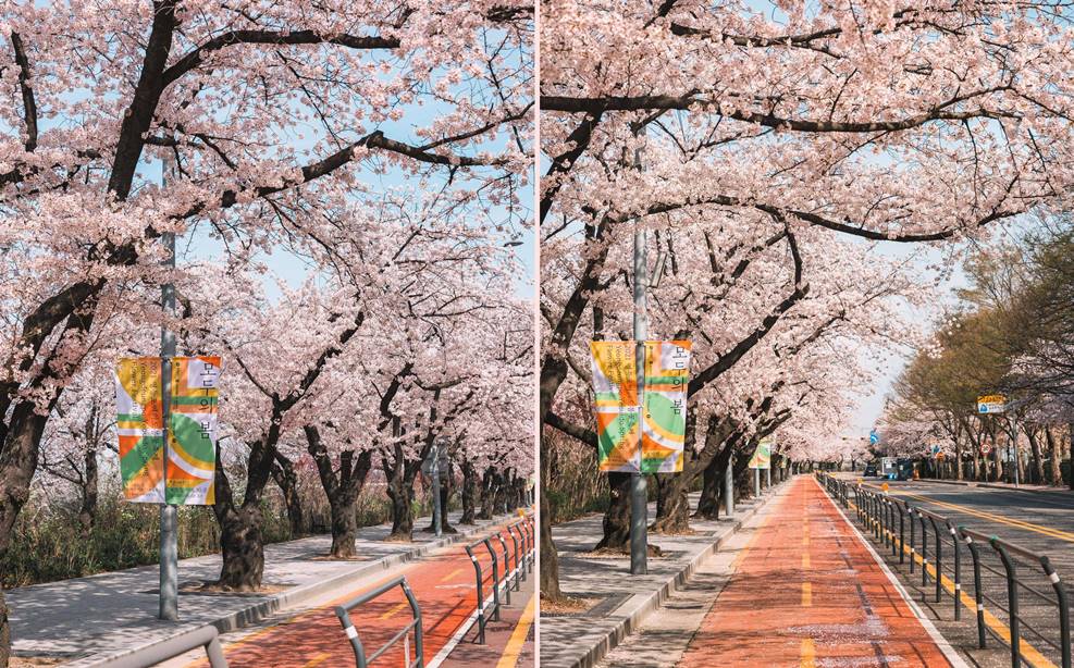 여의도 벚꽃축제
