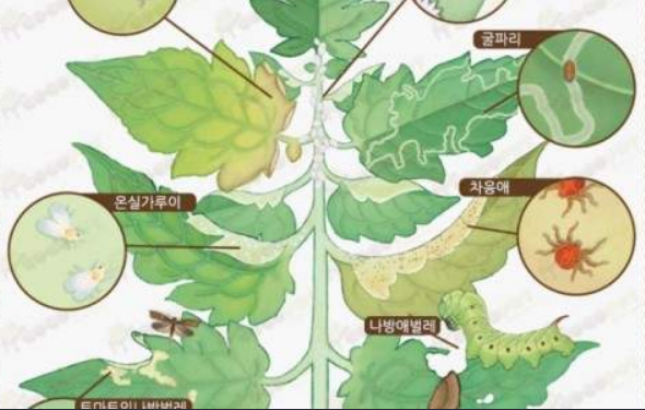  천연 해충 퇴치(기피) 식물 10종,벌레나 해충을 쫒는 허브 나 식물