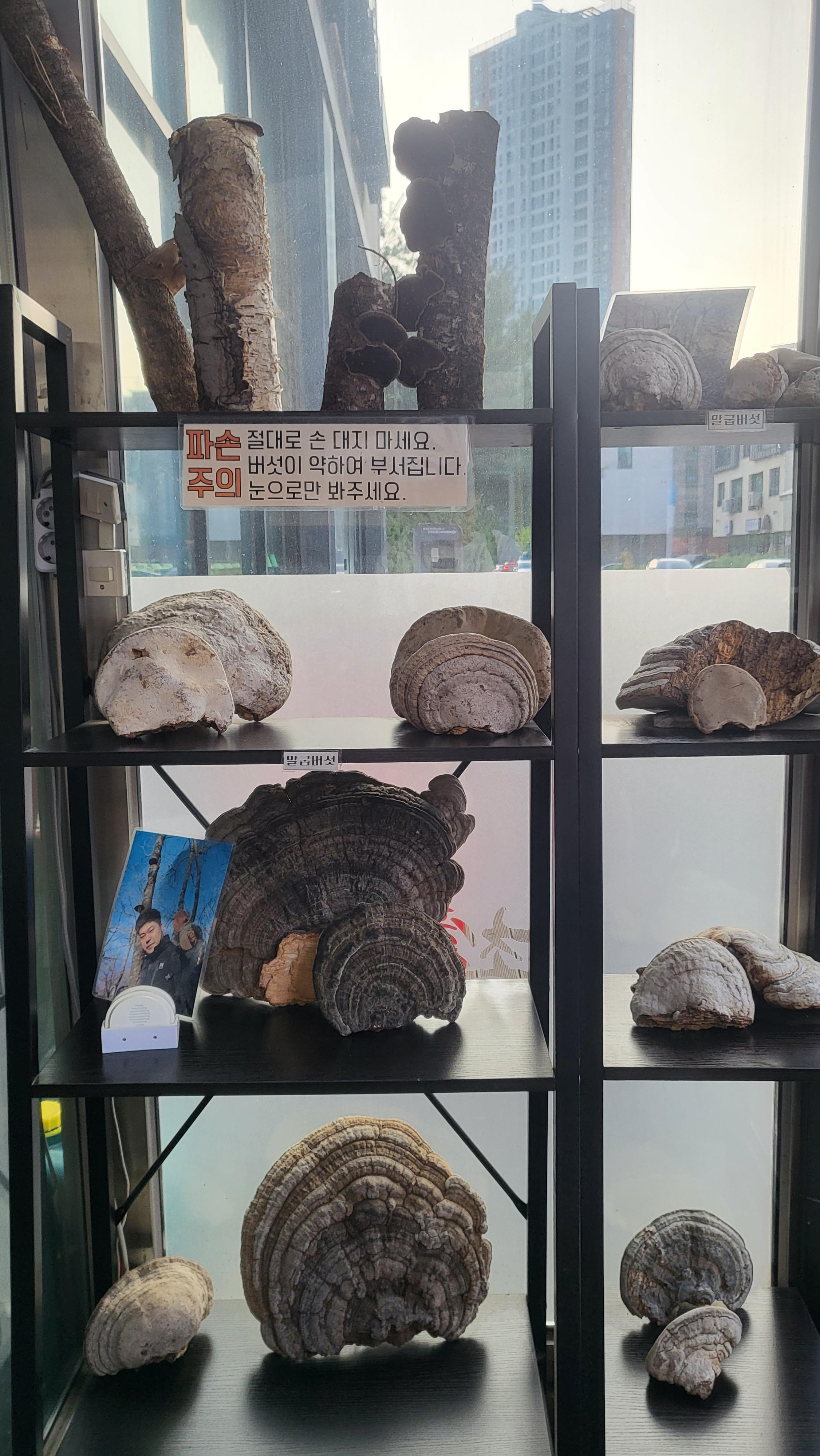 초애 이미지