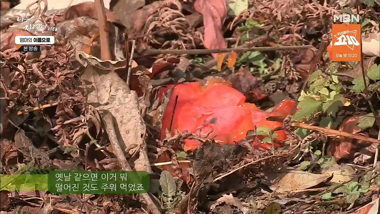 나는 자연인이다.E531.221208p.H264-F1RST.mp4_20221208_204237.195.jpg