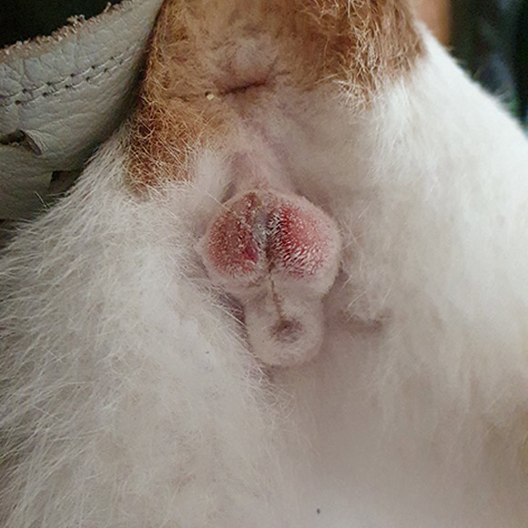  수컷 고양이 중성화 수술 후 1~10일 경과 (상처 부위 사진 있습니다.)