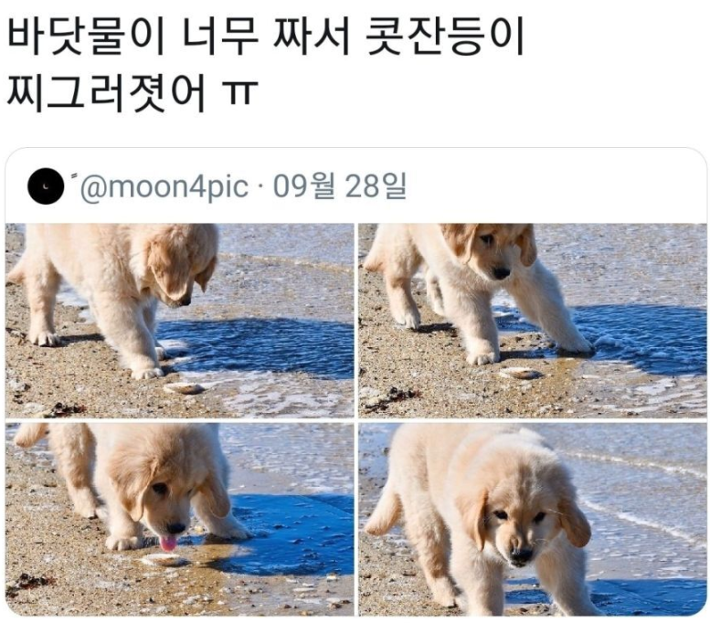  바닷물을 처음 맛본 댕댕이