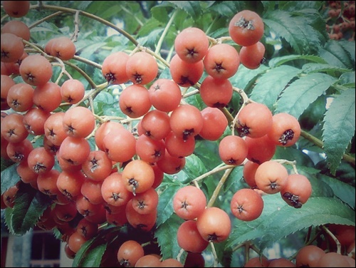 마가목