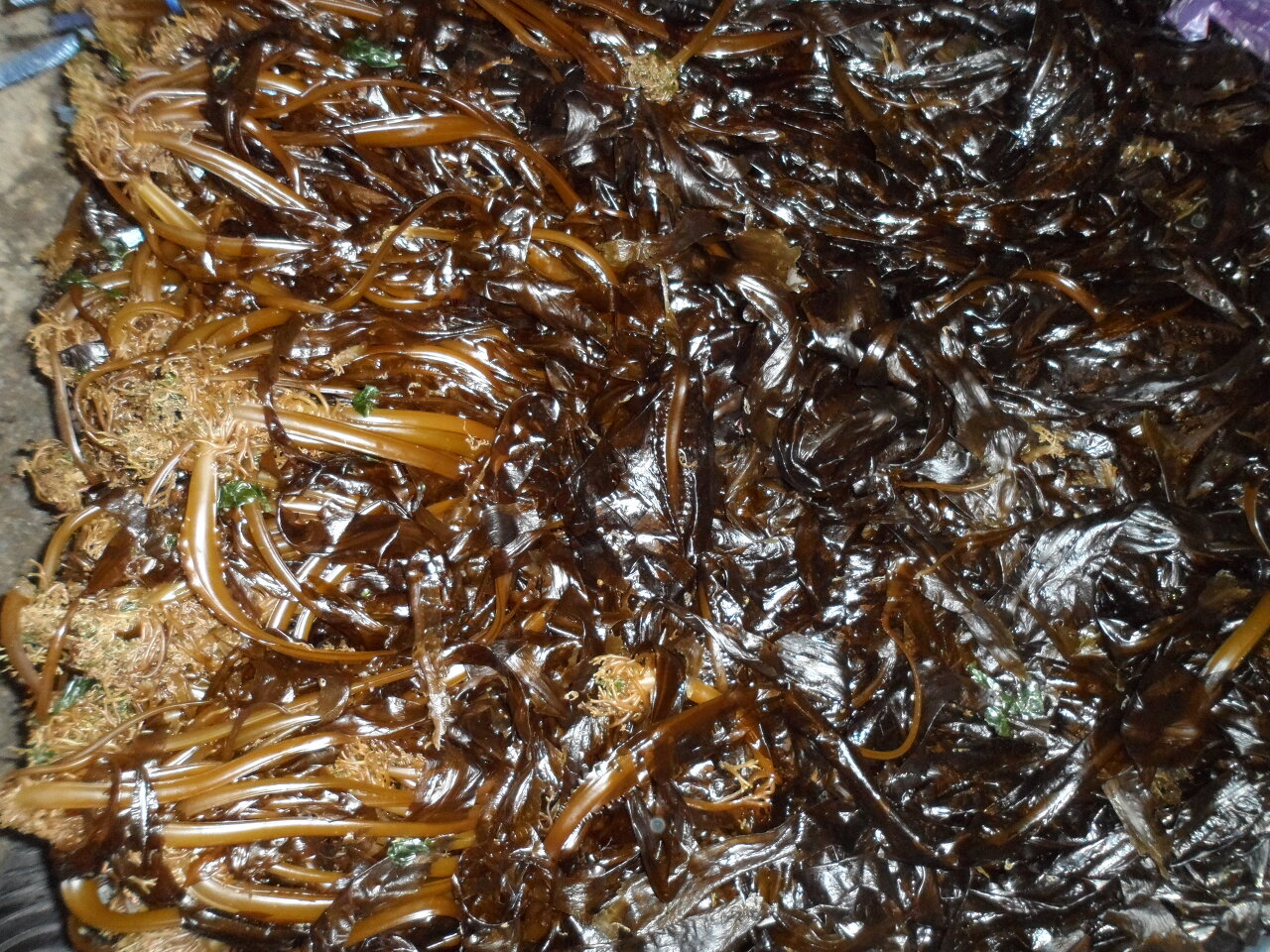 물미역 효능 물미역 부작용 물미역 먹는법 물미역 칼로리
