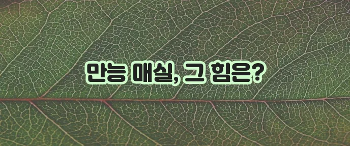 매실 효능은 정말 놀랍습니다!