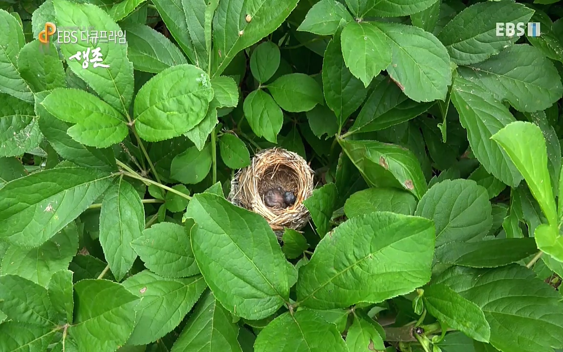 생존 3부_ EBS 다큐프라임_ 220629.avi_20220701_210753.586.jpg