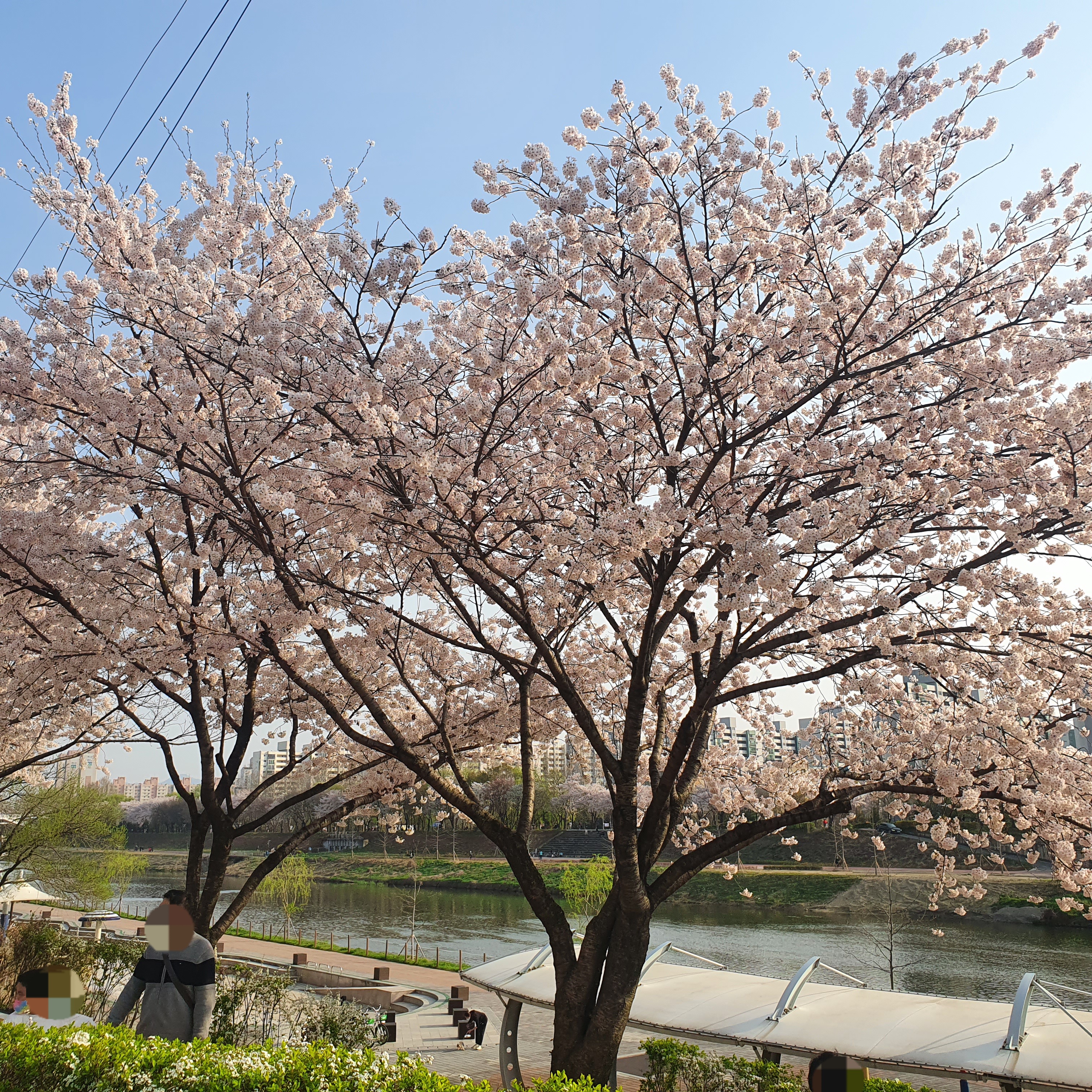 안양천-벚꽃나무