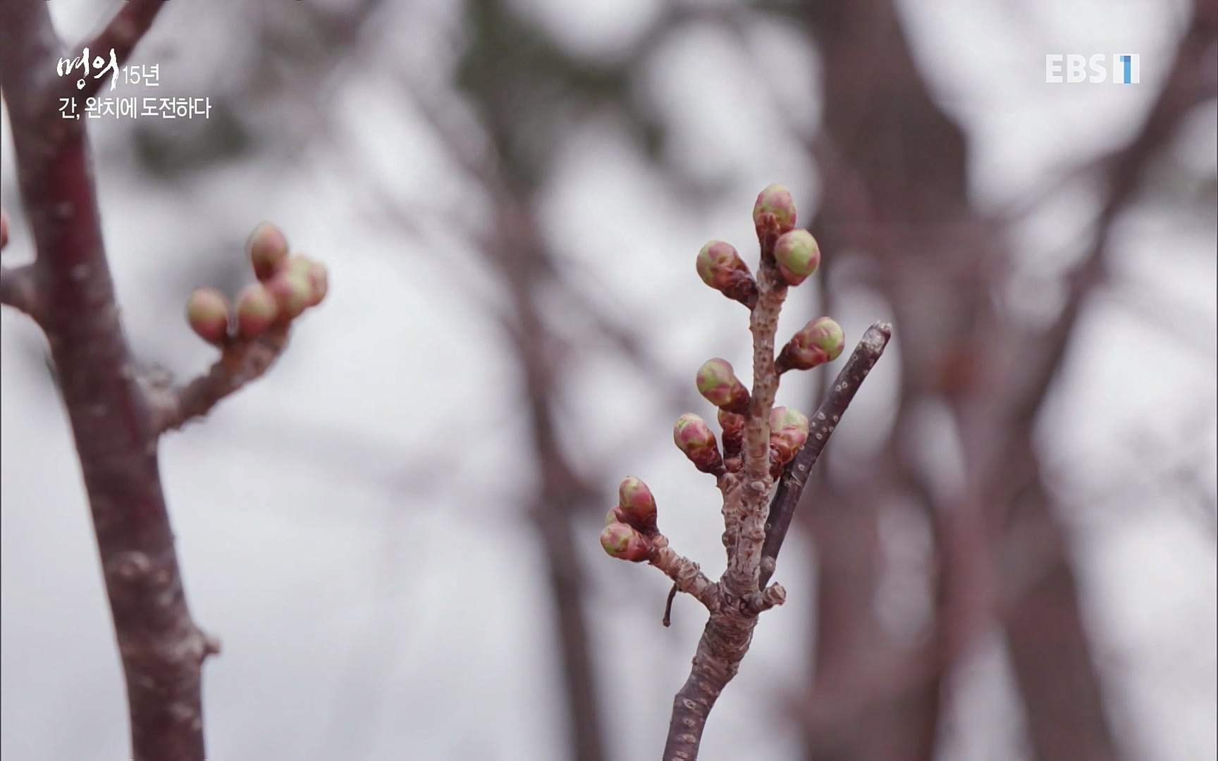 EBS 명의 헬스케어 - TV - 교육의 중심 EBS명의 15년 - 간, 완치에 도전하다.mp4_20220802_202424.993.jpg