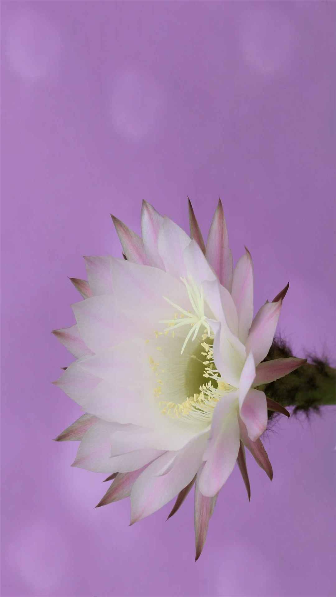 Cactus Flower iPhone Wallpaper