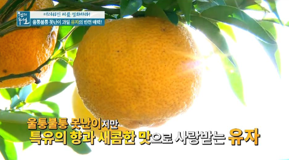  고지혈증완화 및 혈관확장과 혈액을 맑게 해주는 건강한 유자청 만드는 방법(천기누설)