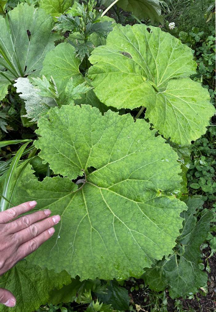 토토로의 우산 아키타부키