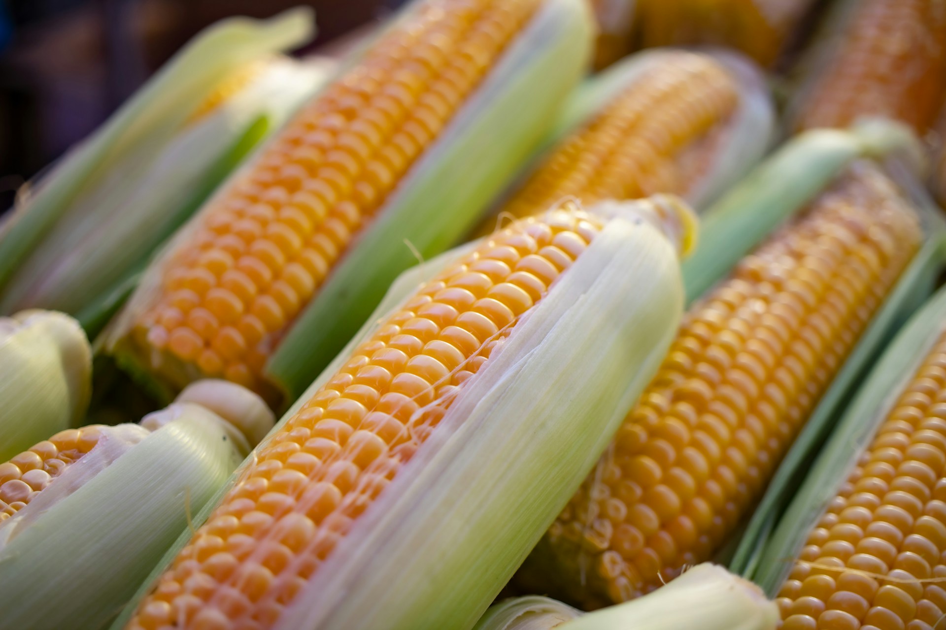 GMO