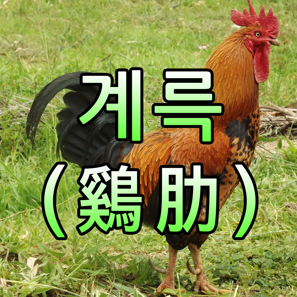 계륵