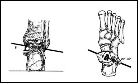 발목 관절의 저측굴곡과 배측굴곡의 축을 나타낸 그림