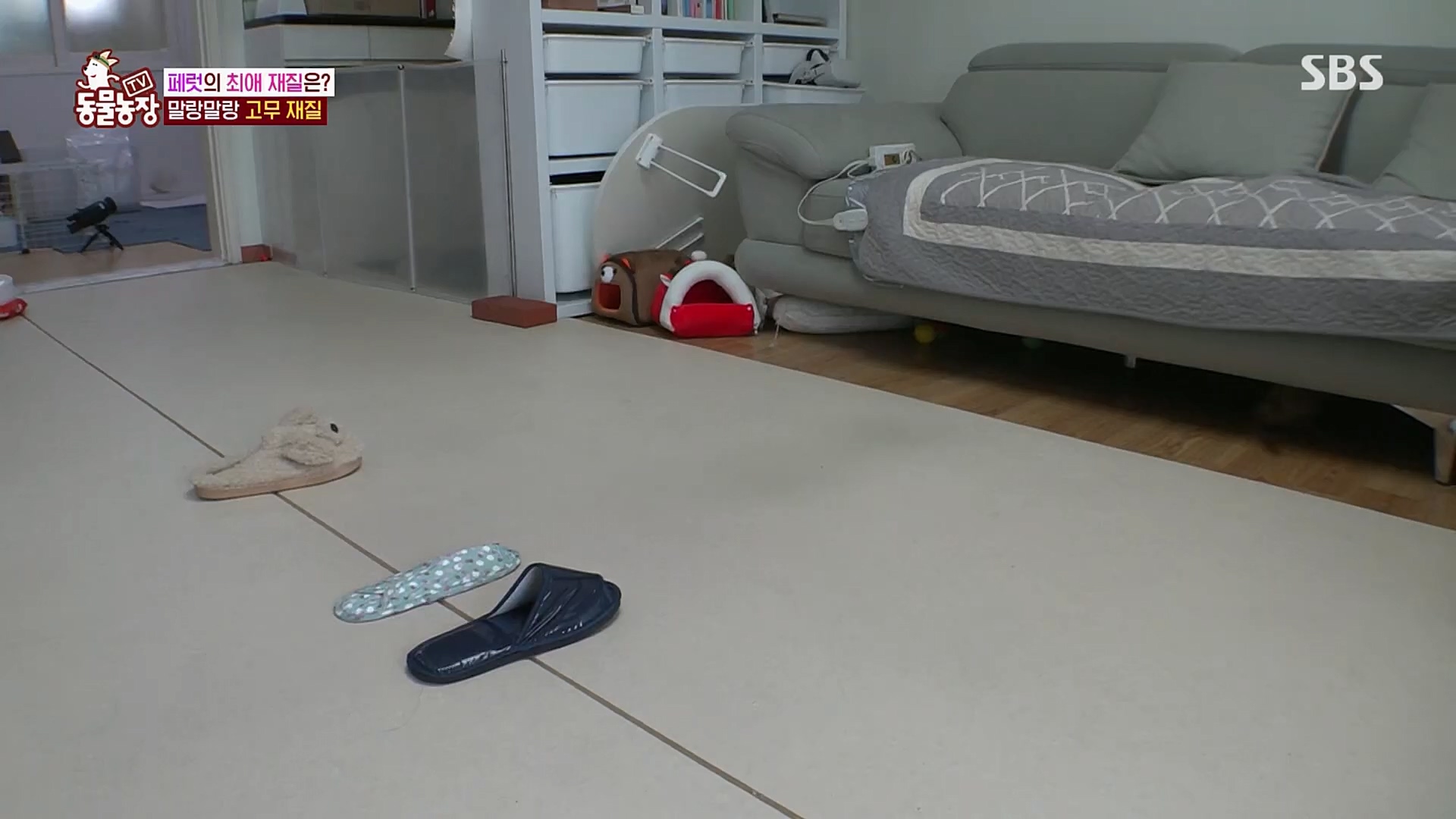 TV 동물농장.E1109.230226p.H264-F1RST.mp4_20230226_161916.988.jpg