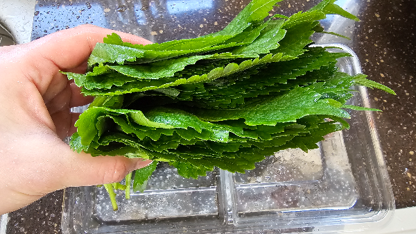 흐르는 물에 깻잎세척