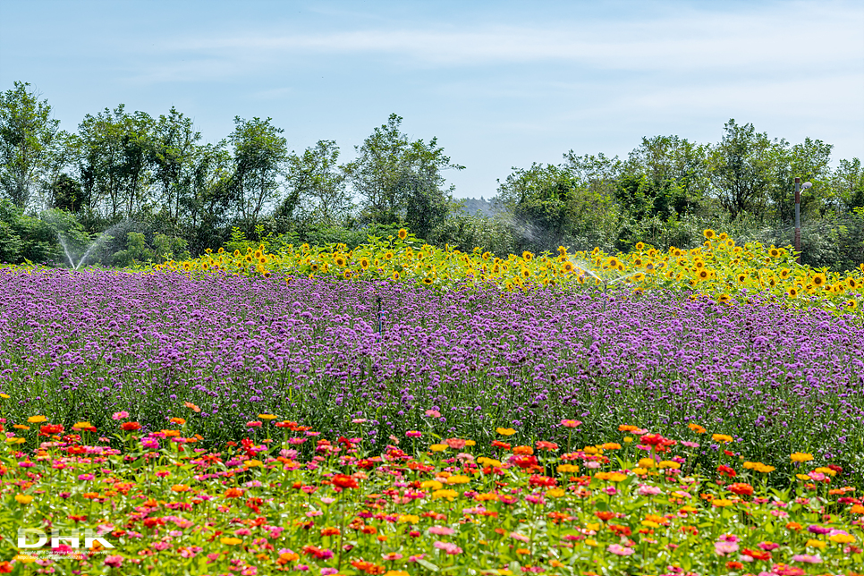 국내 1박2일 여름 여행 추천1박2일 서해 섬여행 신안 가볼만한곳 자은도 1004뮤지엄파크 세계조개박물관, 해바라기 19