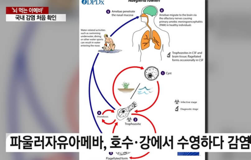 파울러자유아메바 감염 경로 나타내는 뉴스 화면