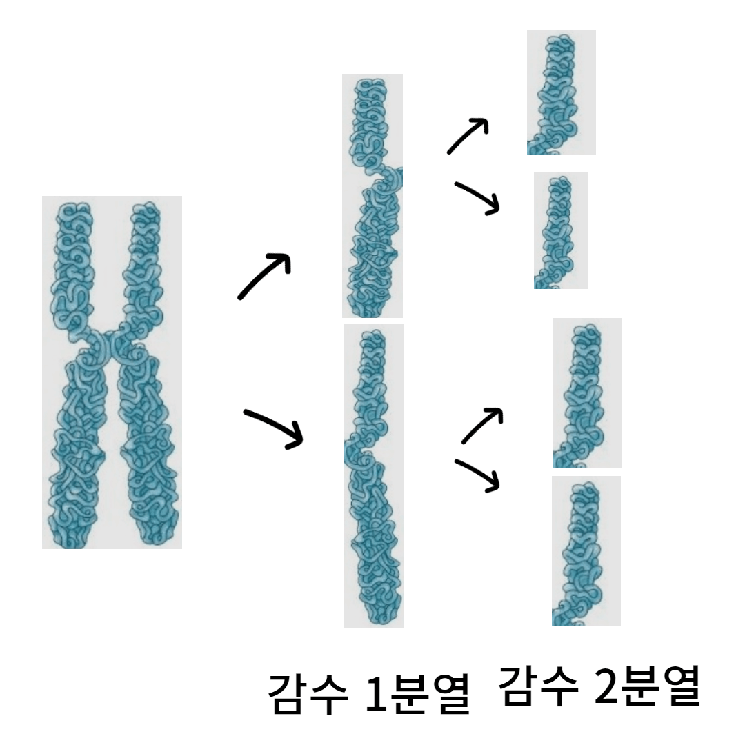 2가염색체 없이 감수분열을 한다면