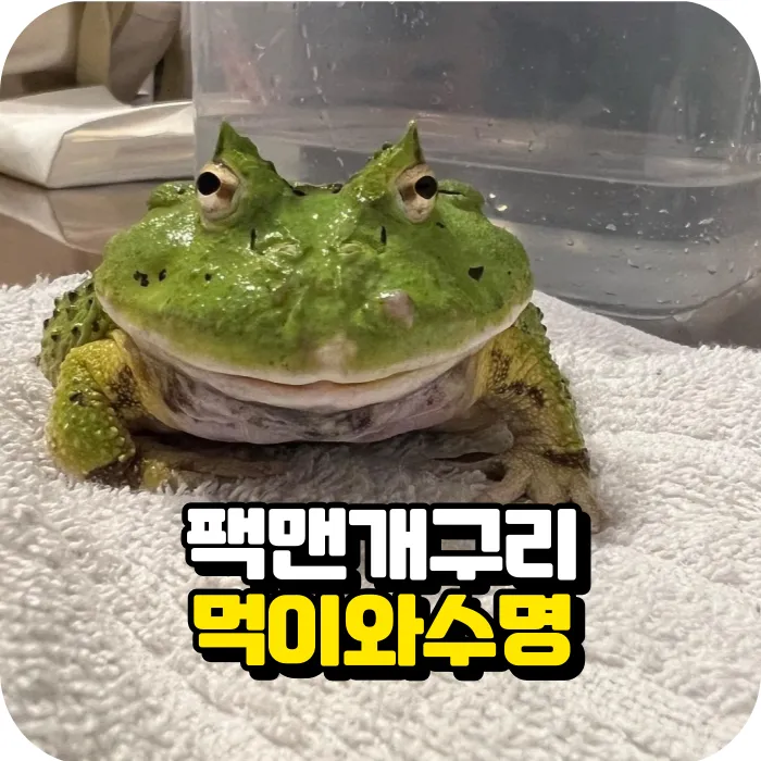 개구리 가격 키우기 분양 수명 먹이 성격 종류_6