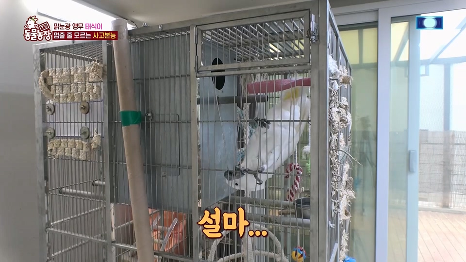 TV 동물농장.E1124.230611p.H264-F1RST.mp4_20230611_173557.442.jpg