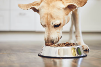 왜 개는 계속 먹을까?