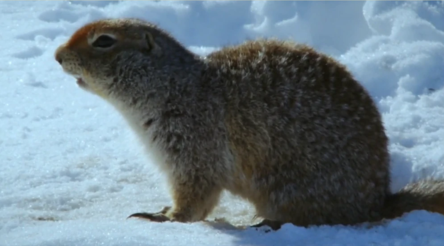 북극땅다람쥐-체온이가장낮은동물