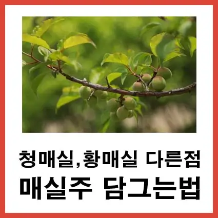 매실주-담그는법