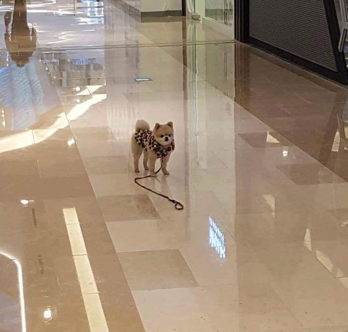  댕댕이 주인이 친구 보고 목줄 놓고 달려감ㅋㅋㅋㅋ