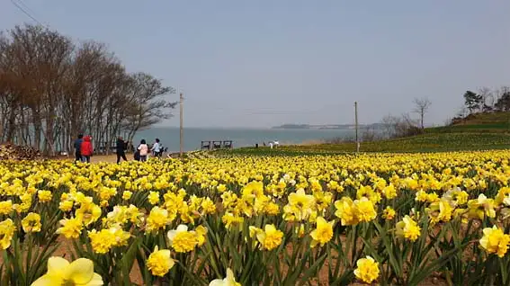 전남-선도수선화축제