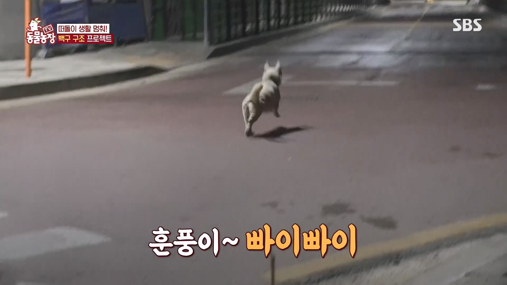TV 동물농장.E1118.230430p.H264-F1RST.mp4_20230430_172343.039.jpg