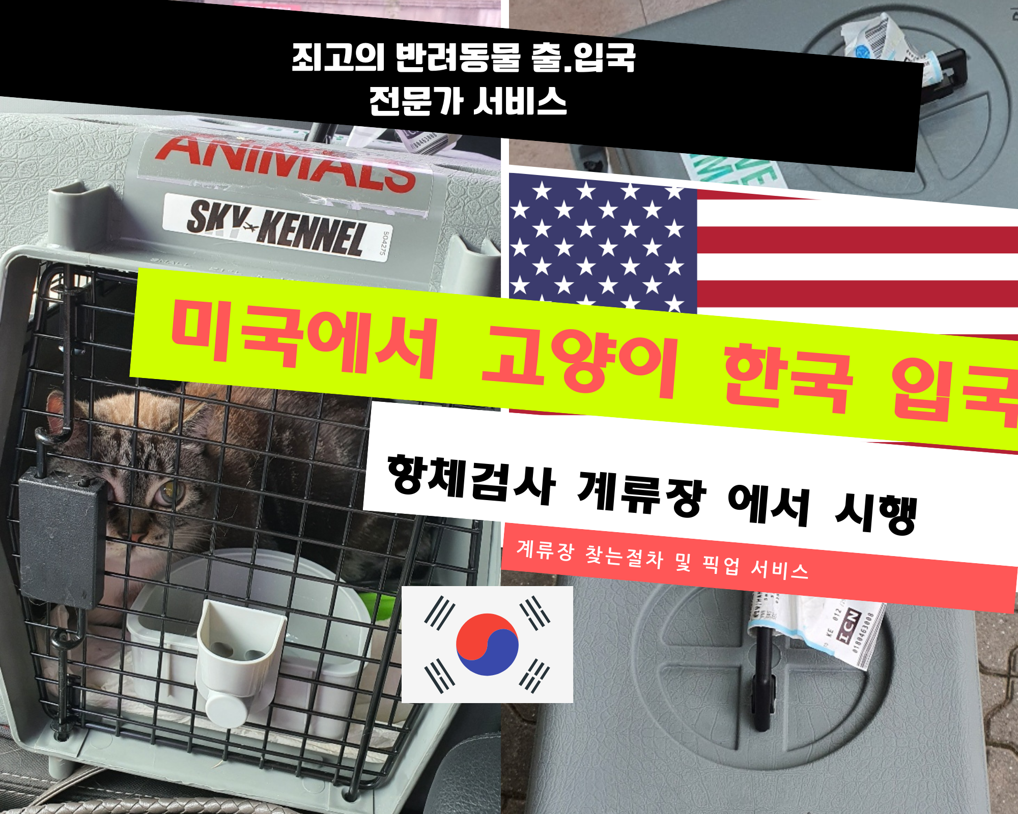  강아지검역 고양이검역 미국에서 고양이입국 항체검사 계류장 서비스 고양이한국입국 고양이한국검역 고양이해외검역 고양이해외출국 고양이입국계류장 고양이항체검사계류장 동물검역 ..