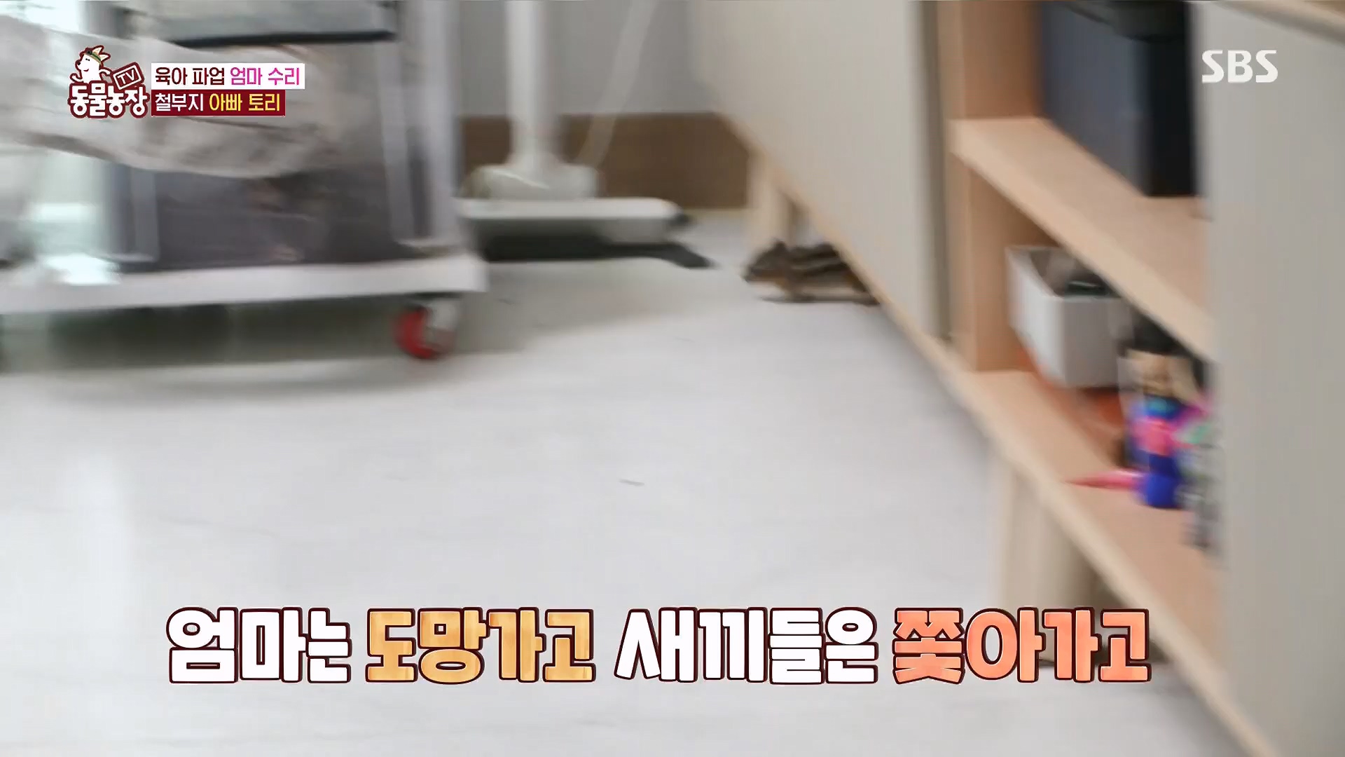 TV 동물농장.E1118.230430p.H264-F1RST.mp4_20230430_172349.050.jpg