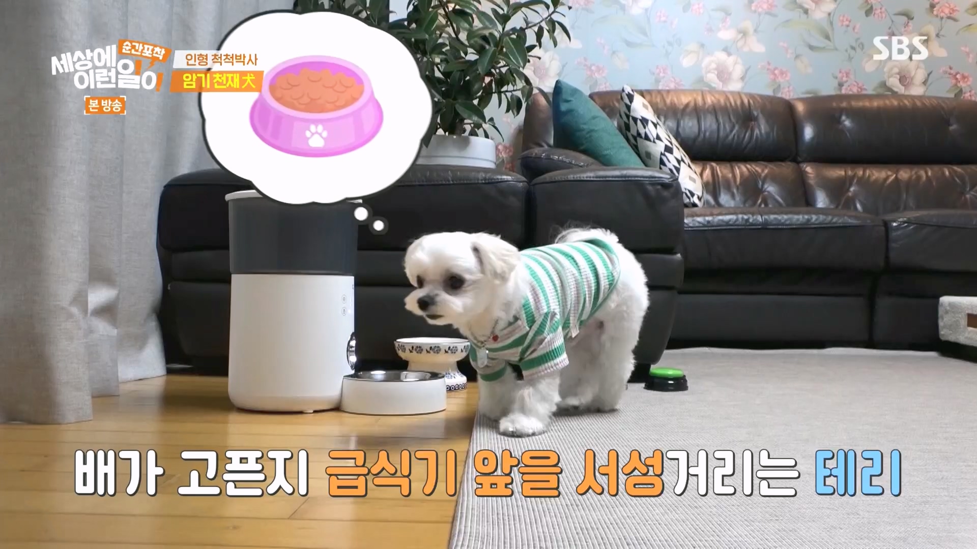 순간포착 세상에 이런일이.E1266.240224p.H264-F1RST.mp4_20240225_162509.493.jpg