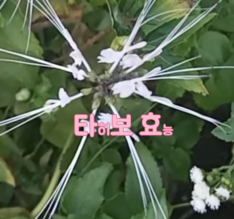 타히보-분말-효능