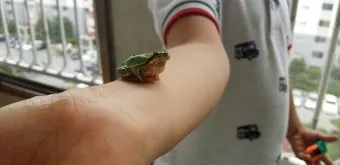 개구리 가격 키우기 분양 수명 먹이 성격 종류_9