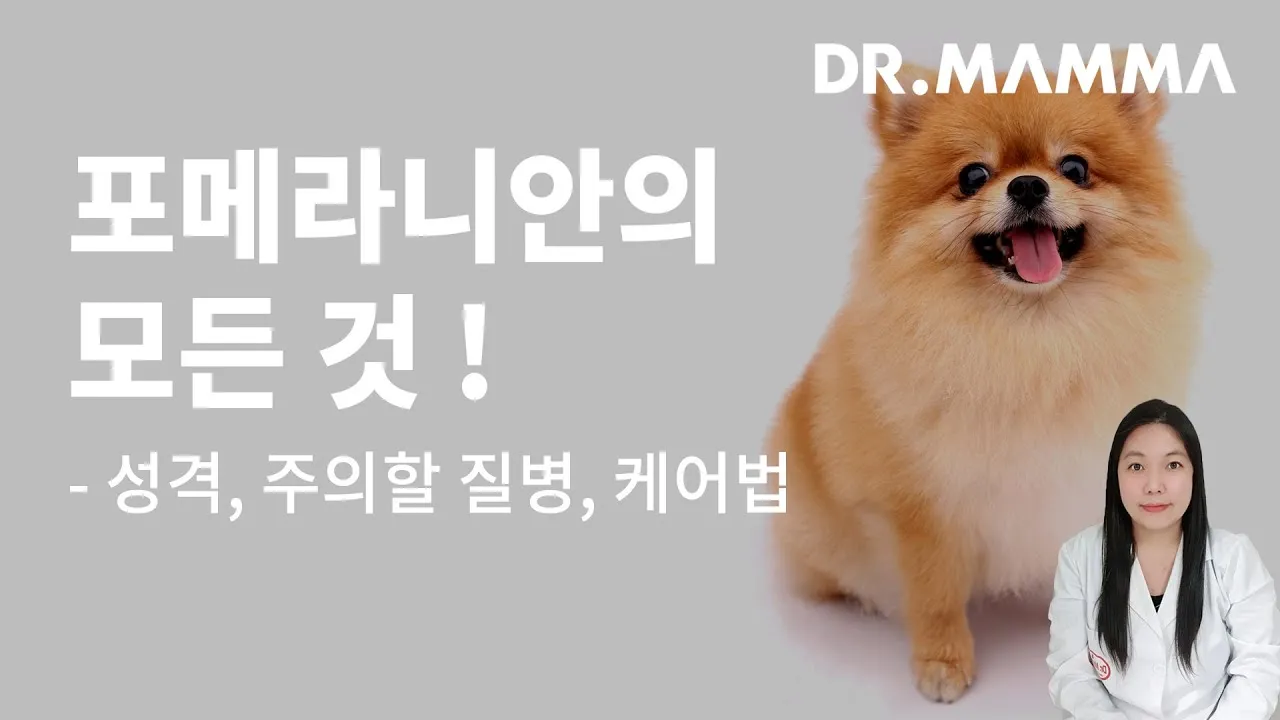 포메라니안 분양가 성격 특징 장단점 사료추천 가격_6