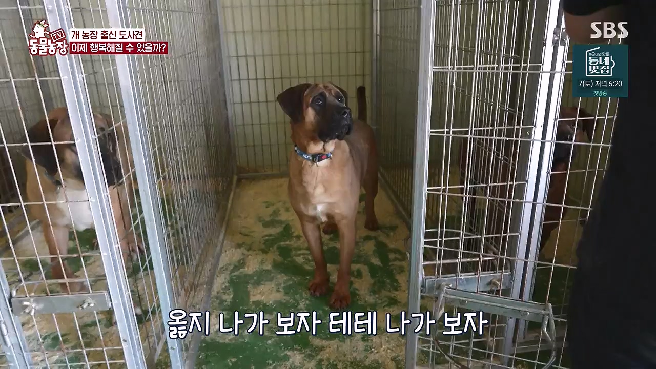 TV 동물농장.E1187.240902p-NEXT.mp4_20240901_155511.687.jpg