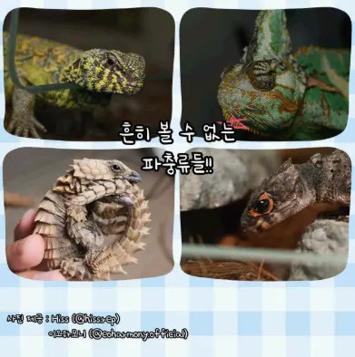 수원 파충류 동반자