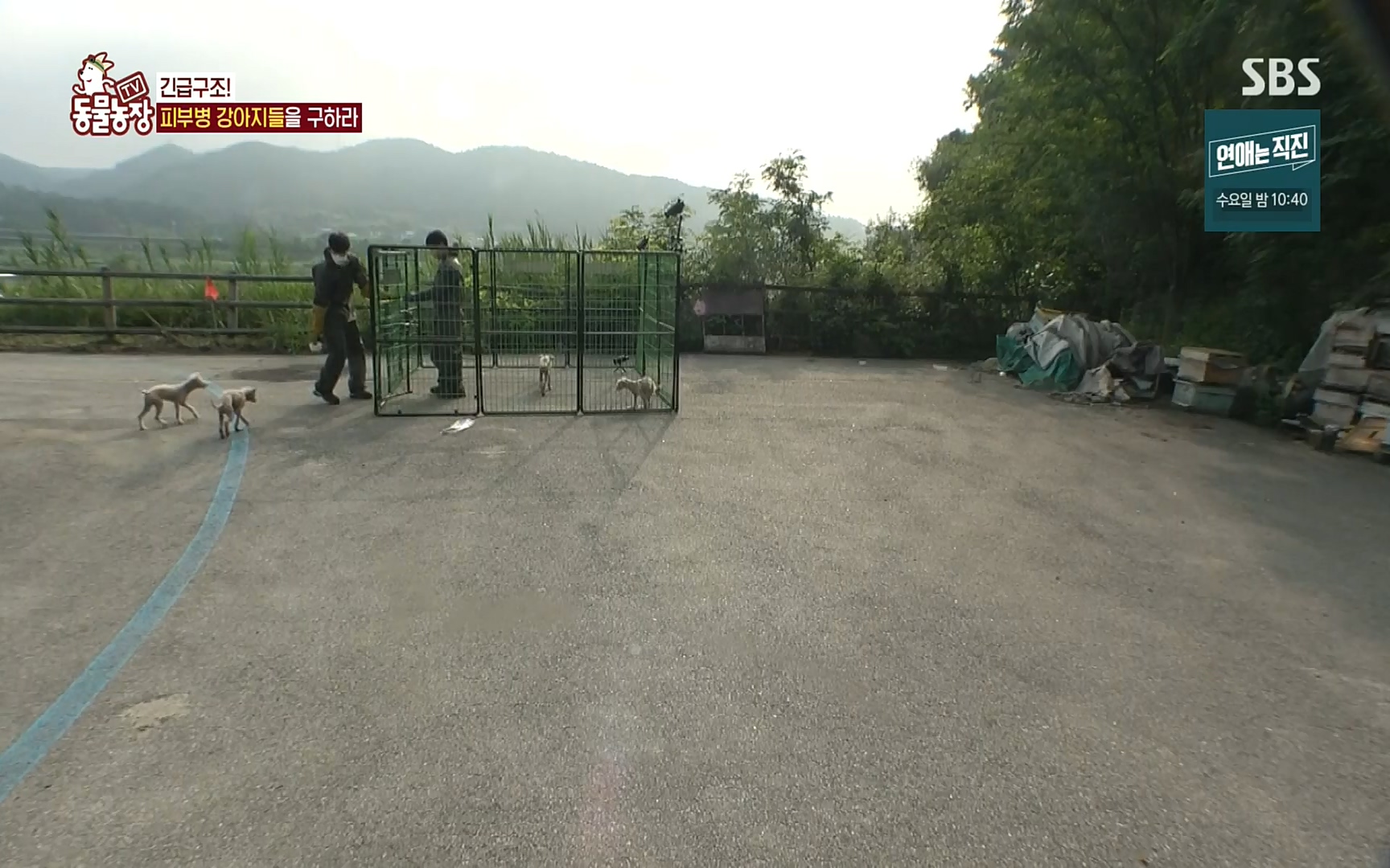 TV 동물농장.E1081.220807p.H264-F1RST.mp4_20220807_213640.775.jpg