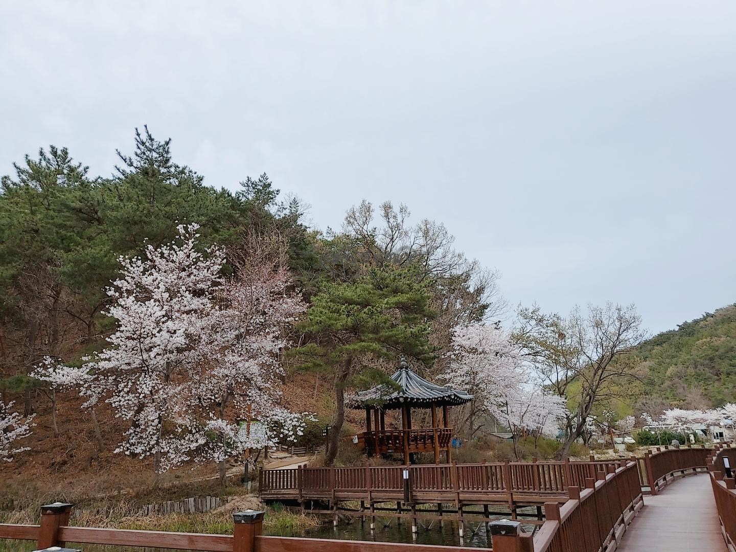  [포항 벚꽃구경] 포항 벚꽃명소 창포지 추천!