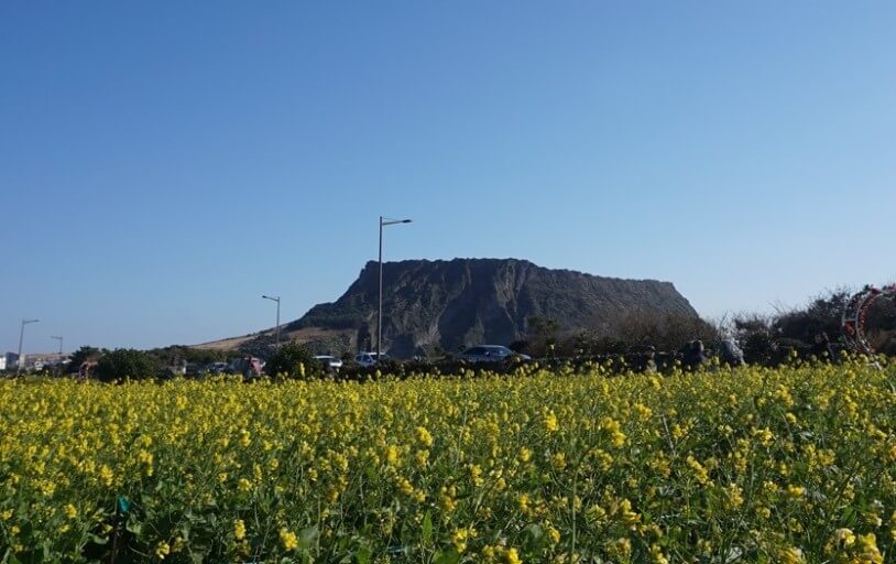 성산 유채꽃 재배 단지