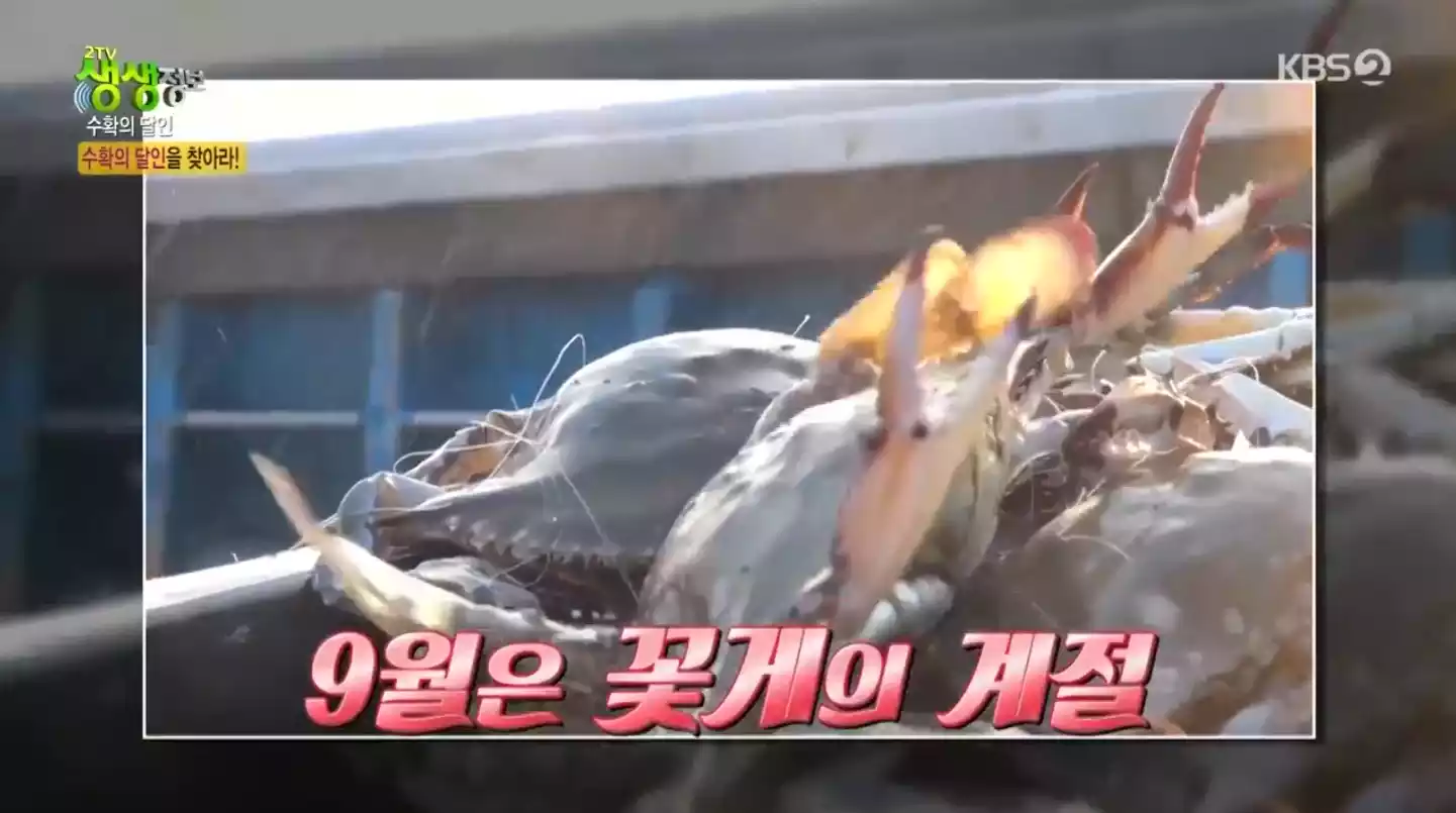 햇 꽃게