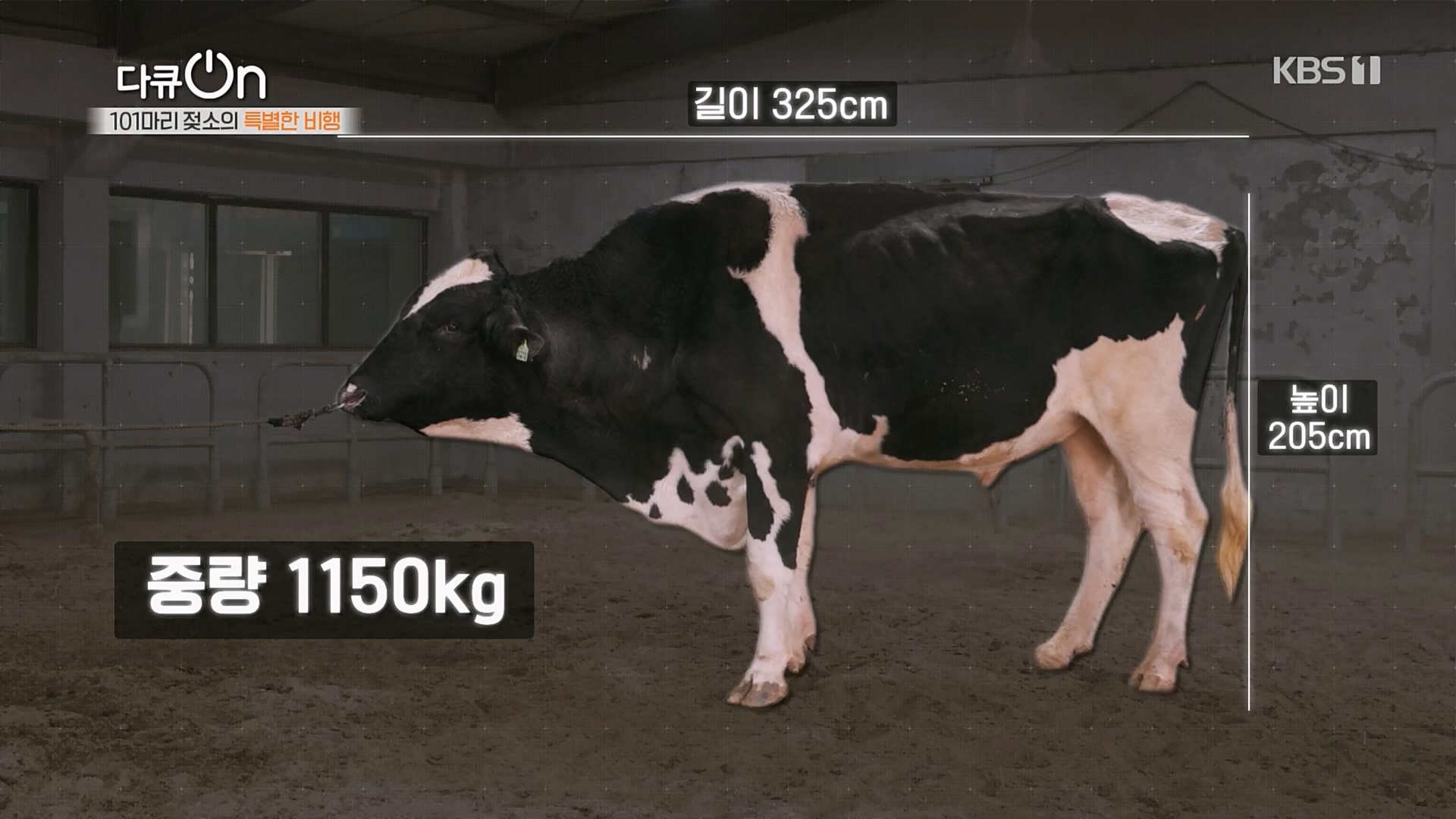 다큐 On.E184.230203p.H264-F1RST.mp4_20230211_174521.415.jpg