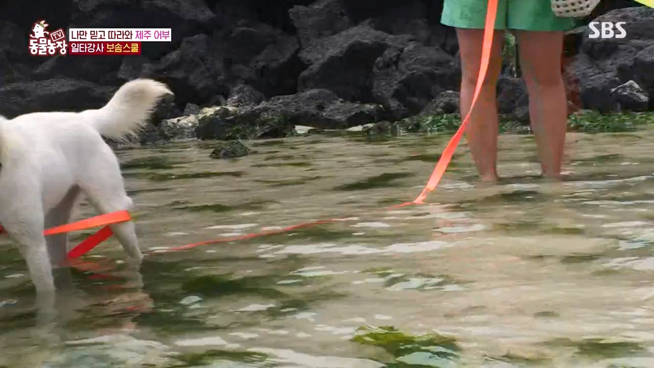 TV 동물농장.E1134.230821p-NEXT.mp4_20230820_193341.782.jpg