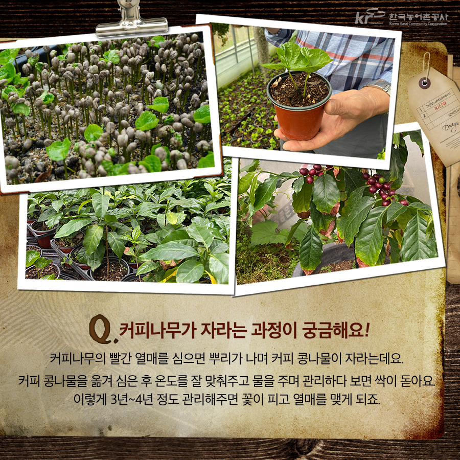 가평하늘커피농장 이미지