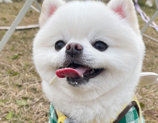  알아두면 편한 강아지 짖는 훈련 법