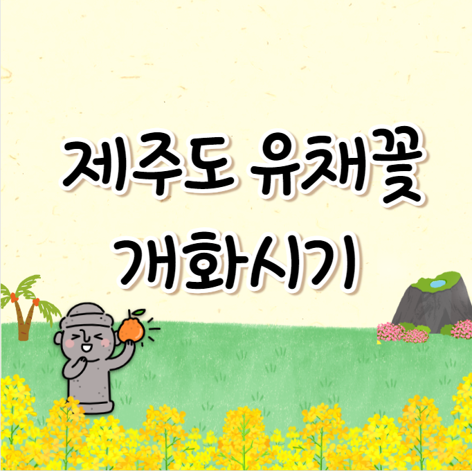  제주도 유채꽃 개화시기 (제주 유채꽃피는 시기)
