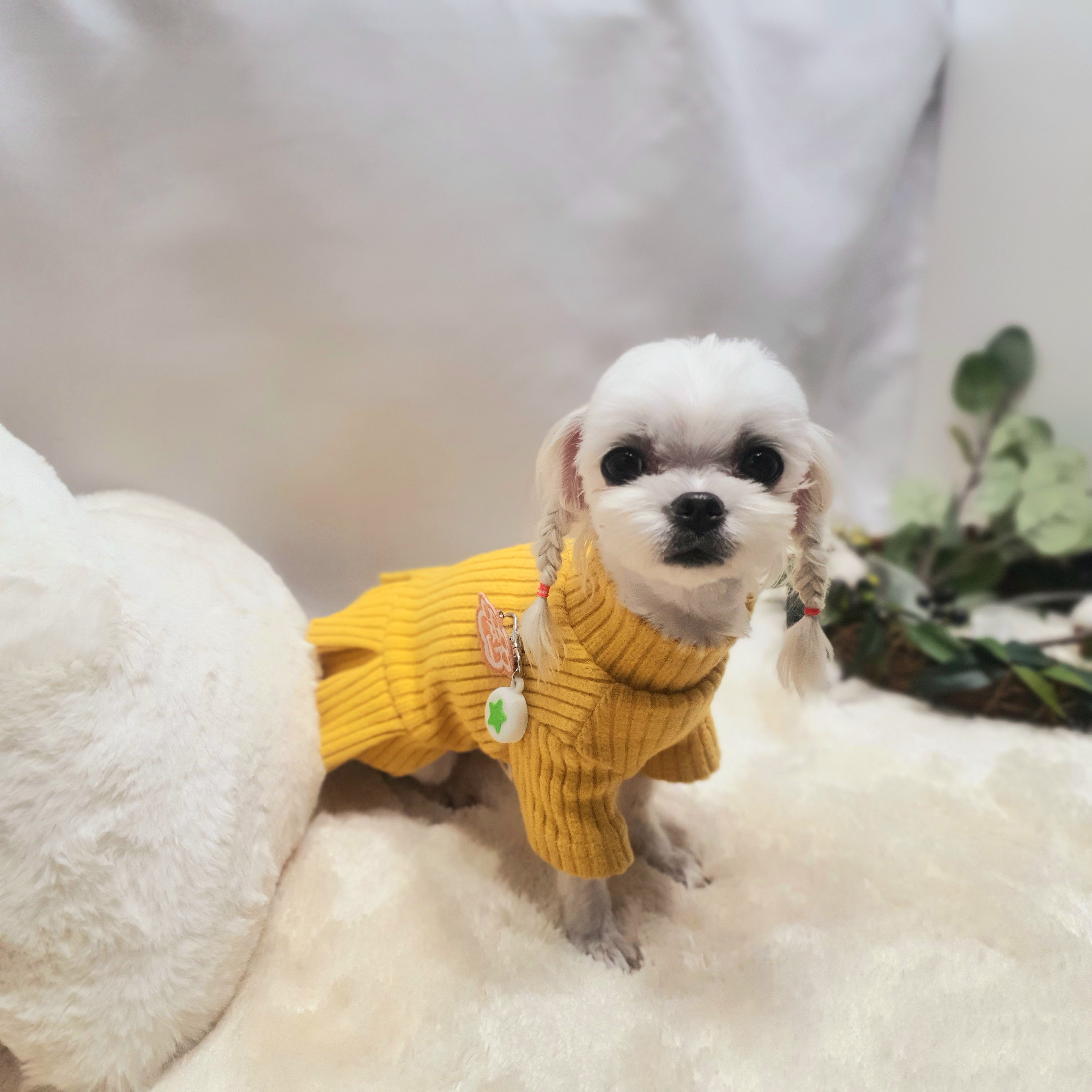 말티즈&#44;달콩