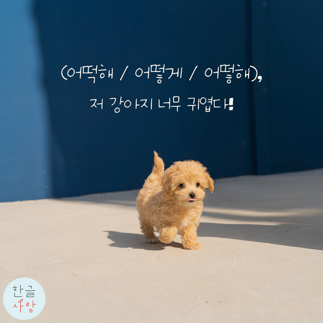  어떡해 / 어떻게 / 어떻해 어느 것이 맞을까요?